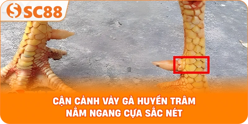 cận cảnh vảy gà huyền trâm nằm ngang cựa sắc nét