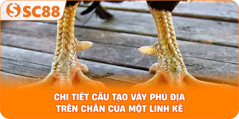 chi tiết cấu tạo vảy phủ địa trên chân của một linh kê