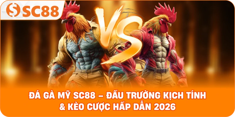 Đá Gà Mỹ – Đấu Trường Sinh Tử Đầy Kịch Tính Tại Hệ Thống SC88