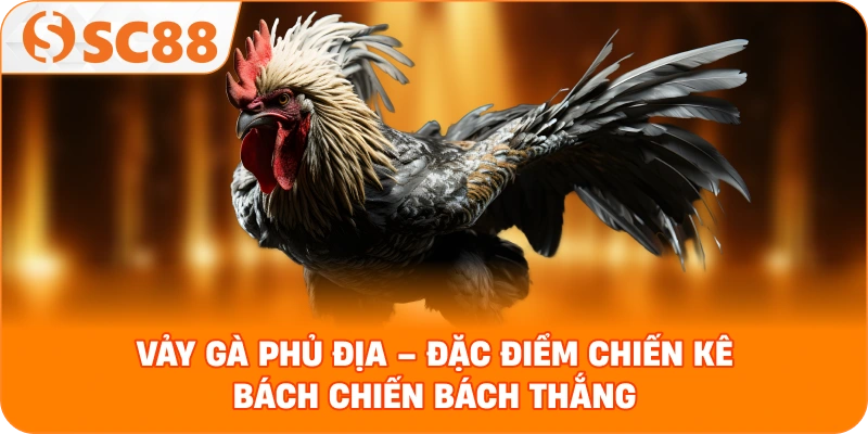 Vảy gà phủ địa – Đặc điểm chiến kê bách chiến bách thắng