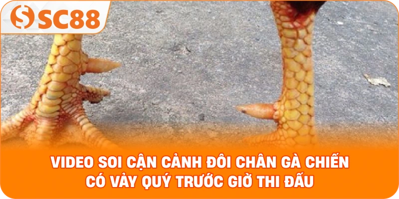 Video soi cận cảnh đôi chân gà chiến có vảy quý trước giờ thi đấu